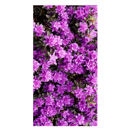 Цветы, растения - 00749